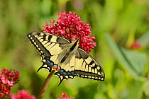 Swallowtail butterfly (Papilio machaon) on flower, Pyrenees, France, May.