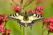 Swallowtail butterfly (Papilio machaon) on flower, Pyrenees, France, May.