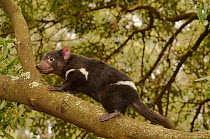 Tasmanian devil (Sarcophilus harrisii) juvenile climbing tree, Tasmania, Australia