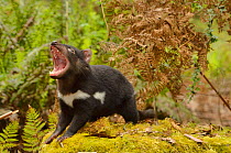 Tasmanian devil (Sarcophilus harrisii) juvenile snarling, Tasmania, Australia.