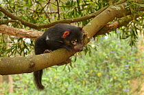 Tasmanian devil (Sarcophilus harrisii) juvenile climbing tree, Tasmania, Australia
