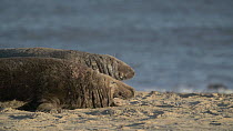 Two Grey seals (Halichoerus grypus) resting and moving on a beach, Horsey, Norfolk, November.