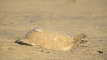 Grey seals (Halichoerus grypus) on beach, Horsey, Norfolk, November.