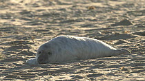 Grey seal (Halichoerus grypus) pup resting on a beach, Horsey, Norfolk, November.