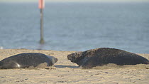 Female Grey seal (Halichoerus grypus) defending pup on beach, chasing male away, Horsey, Norfolk, November.