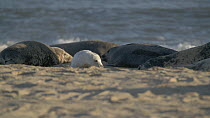 Grey seal (Halichoerus grypus) pup resting on beach, with adults nearby, Horsey, Norfolk, November.