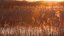 Panning shot of a reedbed, with sun setting behind and illuminating reeds, Somerset Levels, England, UK, November.