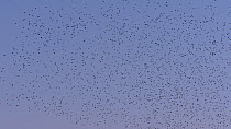 Large flock of Common starlings (Sturnus vulgaris) flying at dusk, Somerset Levels, England, UK, November.