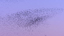 Large flock of Common starlings (Sturnus vulgaris) flying at dusk, Somerset Levels, England, UK, November.