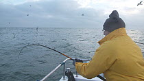 Fishermen reeling in Pollack (Pollachius pollachius), sustainably caught using pole and line, English Channel, near Salcombe, Devon, UK, November 2016.