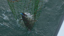 Fisherman using a net to land a struggling Pollack (Pollachius pollachius), sustainably caught using pole and line, English Channel, near Salcombe, Devon, UK, November 2016.