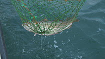 Fisherman using a net to land a large Pollack (Pollachius pollachius), sustainably caught using pole and line, English Channel, near Salcombe, Devon, UK, November 2016.