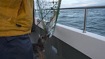 Fisherman using a net to land a large Pollack (Pollachius pollachius), with dog on boat, sustainably caught using pole and line, English Channel, near Salcombe, Devon, UK, November 2016.