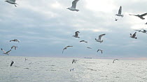 Mixed flock of Herring gulls (Larus argentatus) and Black headed gulls (Chroicocephalus ridibundus) flying at sea, filmed from a fishing boat , English Channel, near Salcombe, Devon, UK, November.