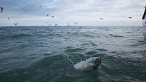 Fisherman reeling a Pollack (Pollachius pollachius) in, sustainably caught using pole and line, English Channel, near Salcombe, Devon, UK, November 2016.