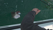 Fisherman lifting a Pollack (Pollachius pollachius) into boat, sustainably caught using pole and line, English Channel, near Salcombe, Devon, UK, November 2016.