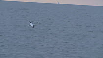 Tracking shot of a Northern gannet (Morus bassanus) flying over the sea, English Channel, near Salcombe, Devon, UK, November 2016.