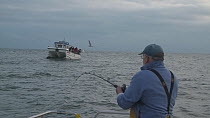 Fisherman reeling in a Pollack (Pollachius pollachius) with another boat in the background, sustainably caught using pole and line, English Channel, near Salcombe, Devon, UK, November 2016.
