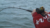 Fisherman reeling in a Pollack (Pollachius pollachius), sustainably caught using pole and line, English Channel, near Salcombe, Devon, UK, November 2016.