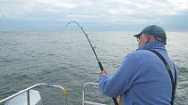 Man reeling in a Pollack (Pollachius pollachius), sustainably caught using pole and line, English Channel, near Salcombe, Devon, UK, November 2016.