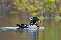 Wood Duck (Aix sponsa). male in breeding plumage. Acadia National Park, Maine, USA. May.