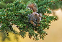 American red squirrel (Tamiasciurus hudsonicus) feeding in fir tree. Acadia National Park, Maine, USA. May.