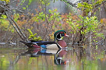 Wood duck (Aix sponsa). male in breeding plumage. Acadia National Park, Maine, USA. May.