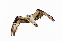 Osprey (Pandion haliaetus) hovering over the Atlantic Ocean, looking for fish. Acadia National Park, Maine, USA. June.