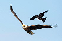 Bald Eagle (Haliaeetus leucocephalus) harassed by American crow (Corvus brachyrhynchos). Acadia National Park, Maine, USA. June.