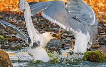 Herring gull (Larus argentatus) gulls fighting for Alewife (Alosa pseudoharengus). Atlantic Ocean. Acadia National Park, Maine, USA. June.
