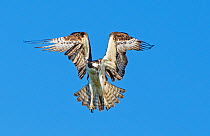 Osprey (Pandion haliaetus+ hovering over the Atlantic Ocean, looking for fish. Acadia National Park, Maine, USA.
