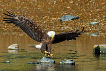 Bald eagle (Haliaeetus leucocephalus) about to catch an Alewife (Alosa pseudoharengus) in Somes Sound, Acadia National Park, Maine, USA. June.