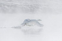 Trumpeter swan (Cygnus buccinator) taking off in early morning fog on the Yellowstone River. Yellowstone National Park, Wyoming, USA. September.