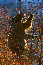 Black bear (Ursus americanus) in tree feeding on Hawthorn berries at sunrise. Grand Teton National Park, Wyoming, USA. October.