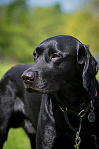 Black Labrador retriever, portrait, wearing a collar, Worcestershire, UK