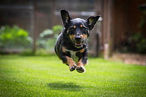 Terrier mix rescue dog, leaping in garden, Cotswolds, UK
