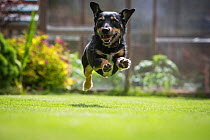 Terrier mix rescue dog, leaping in garden, Cotswolds, UK