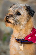 Border terrier wearing bandanna on collar Wiltshire, UK