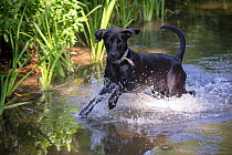 Black Labrador playing in river, Wiltshire, UK