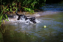 Black Labrador retriever chasing ball in river, Wilsthire