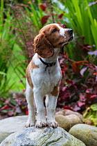 Welsh springer spaniel puppy with collar standing in garden, North Yorkshire, UK