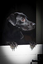 Black working labrador retriever looking for master over stable door, Wiltshire, UK