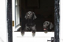 Black working labrador retrievers (adult and pup) looking over stable door, Wiltshire, UK