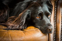 Black cocker spaniel resting on chair indoors, Wirral, UK