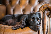 Black cocker spaniel resting on chair indoors, Wirral, UK