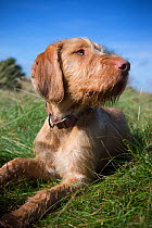 Young wire-haired Hungarian viszla lying down in grass, Wiltshire, UK