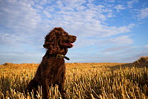 Chocolate working cocker spaniel sitting among field stubble with blue sky and clouds, Wiltshire, UK