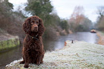 Chocolate working cocker spaniel sitting next to Kennet and Avon Canal in winter, Wiltshire, UK