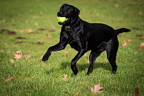 Black Labrador retirever with ball in autumn leaves, Wiltshire, UK