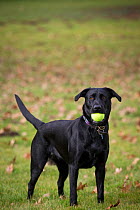 Black Labrador retriever playing with tennis ball in mouth, and autumn leaves, Wiltshire, UK.